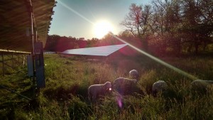 solar panels and sheep